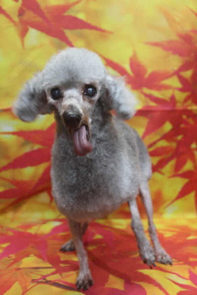 トイプードルブリーダーの成犬、トリミング画像