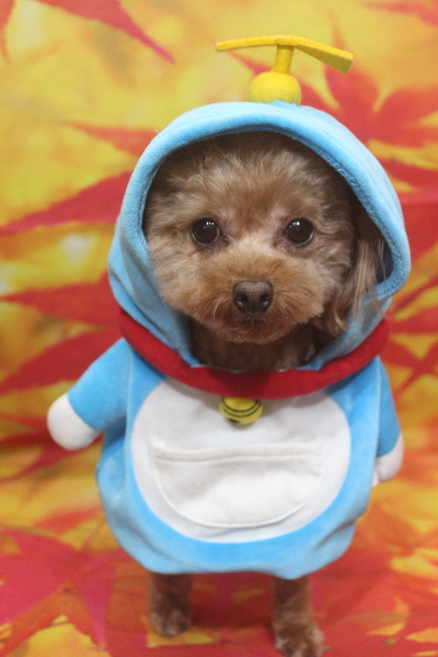 千葉県船橋市のトイプードルのトリミング画像