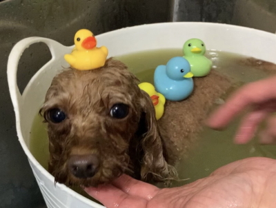 神奈川県横浜市のトイプードルのハーブ湯画像