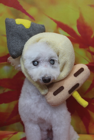 千葉県習志野市のトイプードルのトリミング画像