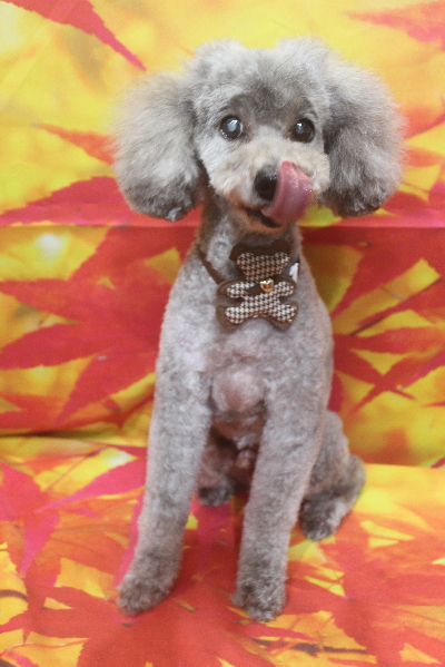 千葉県船橋市のトイプードルのトリミング画像