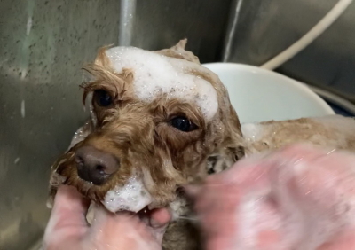 神奈川県横浜市のトイプードルのシャンプー画像