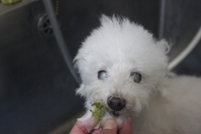 千葉県習志野市のトイプードルの歯磨き画像