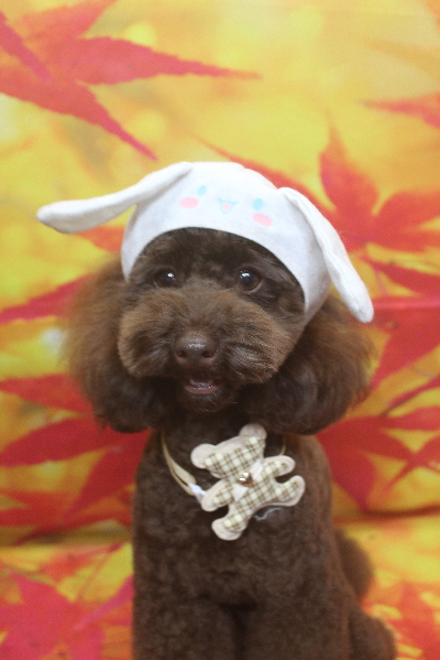 千葉県市川市のトイプードルのトリミング画像