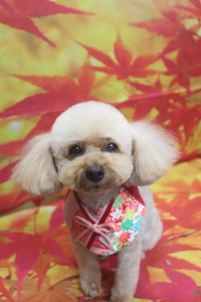 千葉県船橋市のトイプードルのトリミング画像