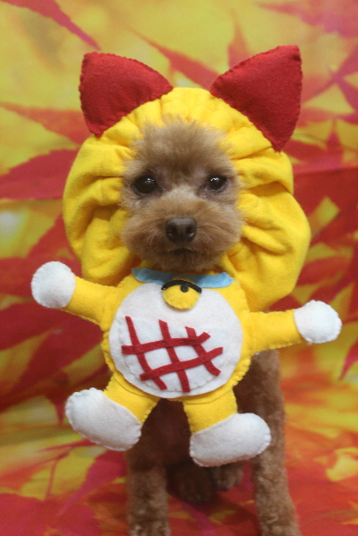 千葉県船橋市のトイプードルのトリミング画像