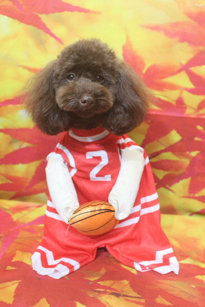 千葉県市川市のトイプードルのトリミング画像