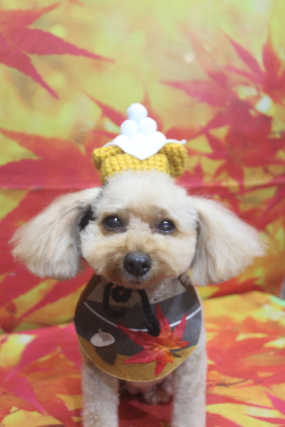 千葉県船橋市のトイプードルのトリミング画像