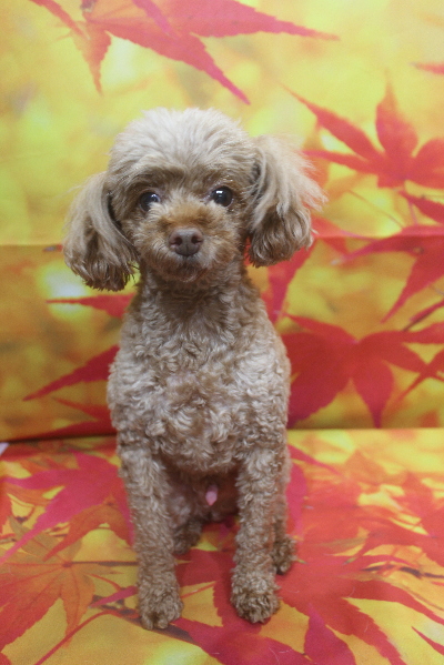 千葉県船橋市のトイプードルのトリミング前画像