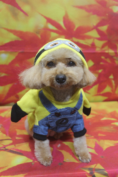 千葉県船橋市のトイプードルのトリミング画像