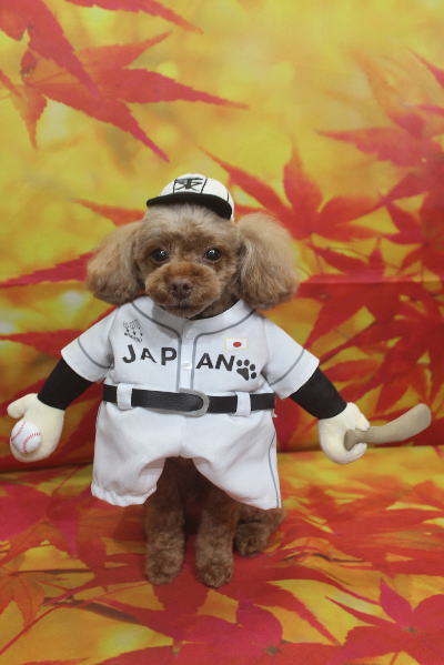 千葉県船橋市のトイプードルのトリミング画像