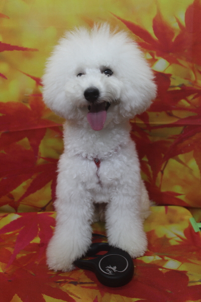 神奈川県川崎市のトイプードルのトリミング前画像