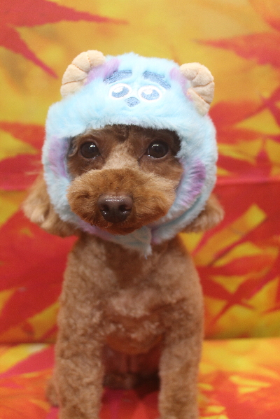 神奈川県横浜市のトイプードルのトリミング画像