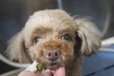 千葉県船橋市のトイプードルの歯磨き画像