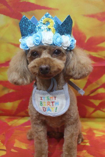 神奈川県横浜市のトイプードルのトリミング画像