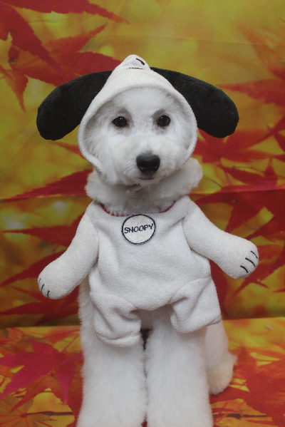 神奈川県川崎市のトイプードルのトリミング画像