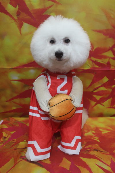 神奈川県川崎市のトイプードルのトリミング画像