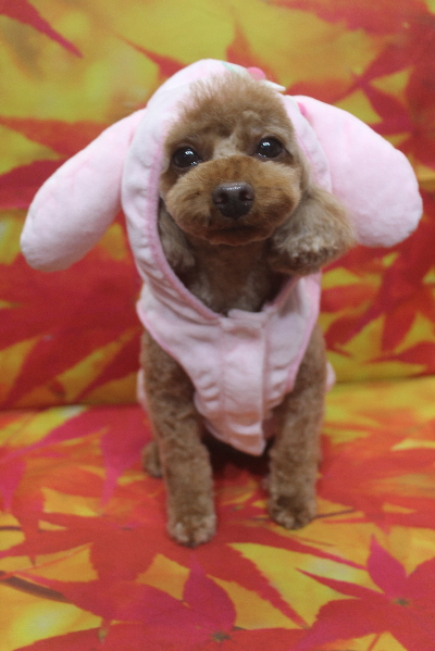 神奈川県横浜市のトイプードルのトリミング画像