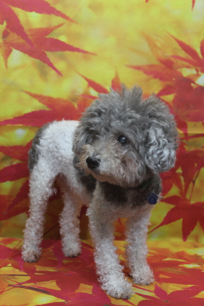 千葉県松戸市のトイプードルのトリミング前画像