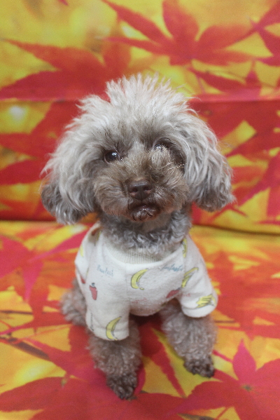 千葉県船橋市のトイプードルのトリミング前画像