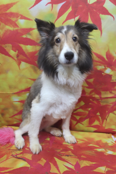 千葉県船橋市のシェルティのトリミング前画像