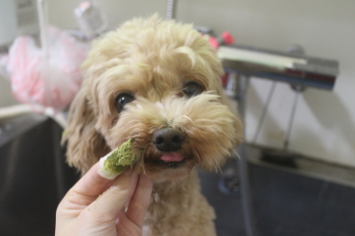 千葉県船橋市のミックス犬のト歯磨き画像