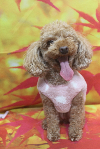 神奈川県横浜市のトイプードルのトリミング前画像