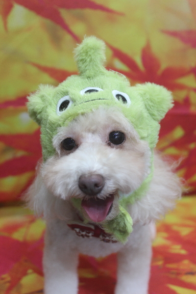 千葉県船橋市のトイプードルのトリミング画像