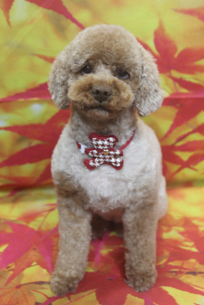 千葉県鎌ケ谷市のトイプードルのトリミング画像