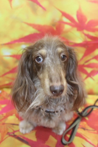 千葉県松戸市のミニチュアダックスのトリミング前画像