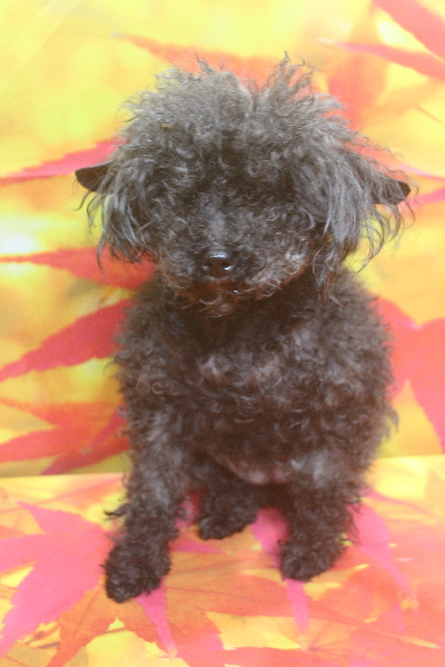 トイプードルブリーダーの成犬、トリミング画像