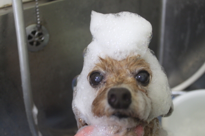 千葉県鎌ケ谷市のトイプードルのシャンプー画像
