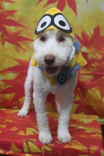 千葉県船橋市のオーストラリアンラブラドゥードルのトリミング画像