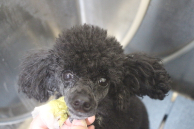 千葉県鎌ヶ谷市のトイプードルの歯磨き画像