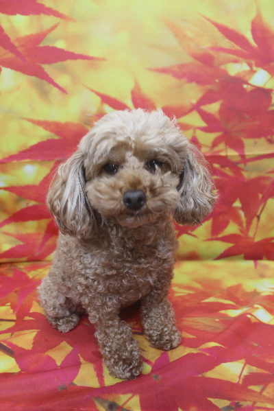 千葉県船橋市のトイプードルのトリミング前画像