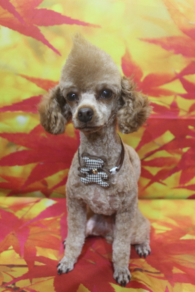 千葉県船橋市のトイプードルのトリミング画像