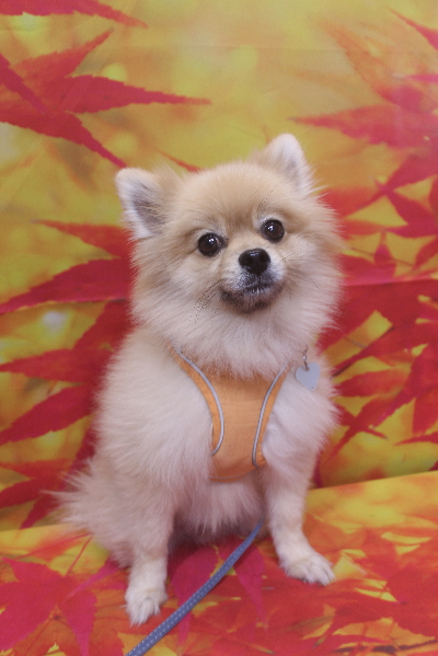 千葉県船橋市のポメラニアンのトリミング前画像