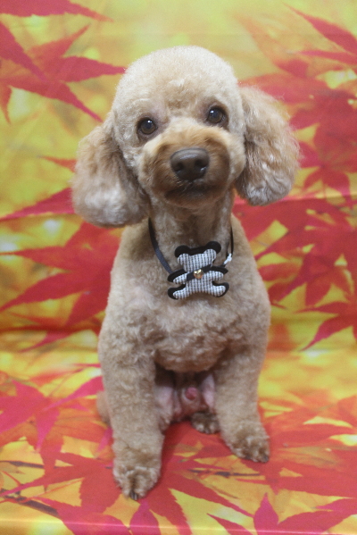 千葉県船橋市のトイプードルのトリミング画像