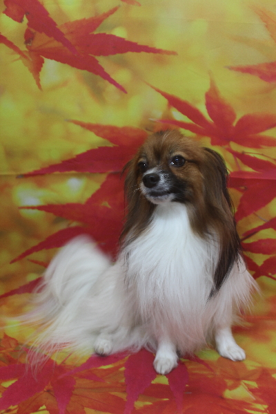 千葉県鎌ヶ谷市のパピヨンのトリミング前画像