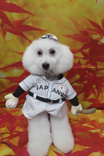 神奈川県川崎市のトイプードルのトリミング画像