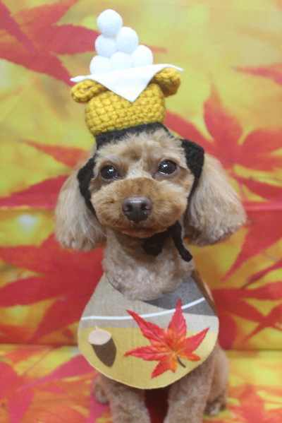 神奈川県横浜市のトイプードルのトリミング画像