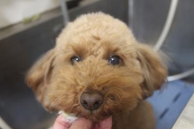 千葉県船橋市のトイプードルの歯磨き画像