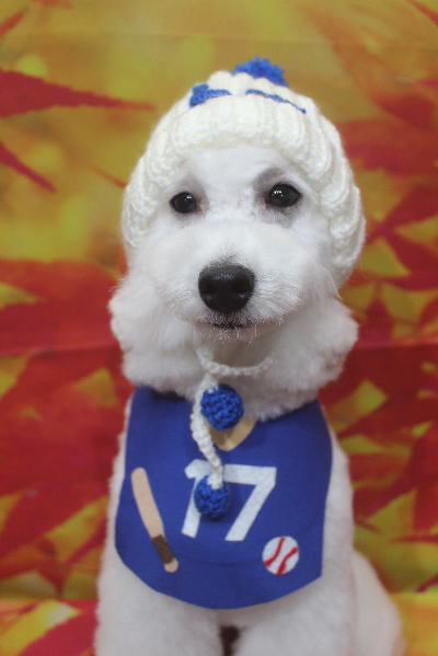 神奈川県川崎市のトイプードルのトリミング画像