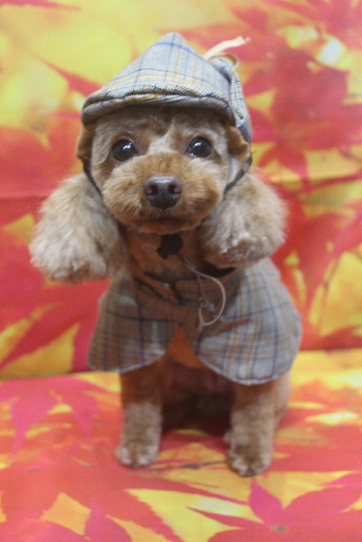 神奈川県横浜市のトイプードルのトリミング画像