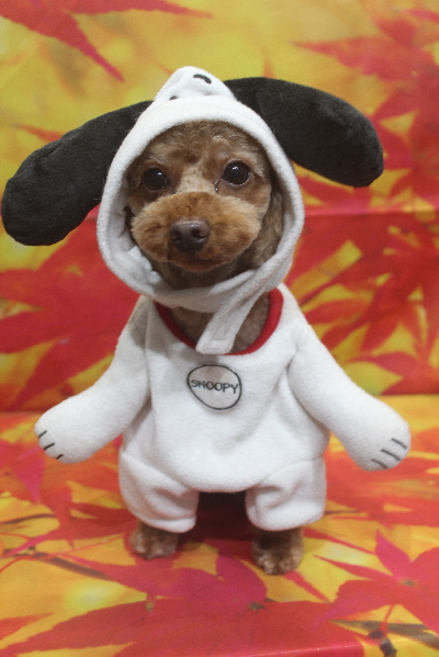 神奈川県横浜市のトイプードルのトリミング画像