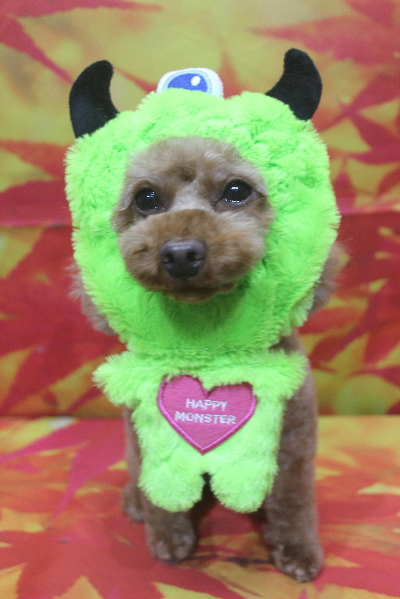 神奈川県横浜市のトイプードルのトリミング画像