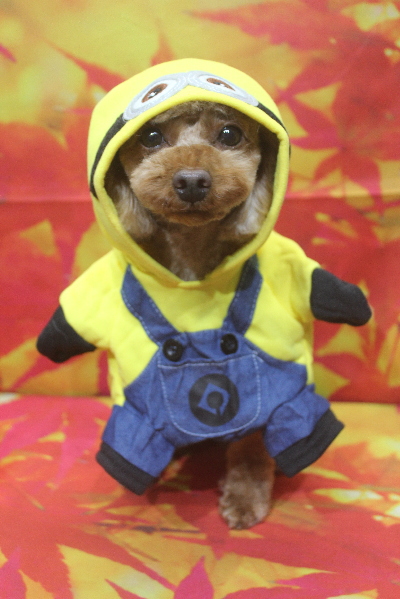 神奈川県横浜市のトイプードルのトリミング画像