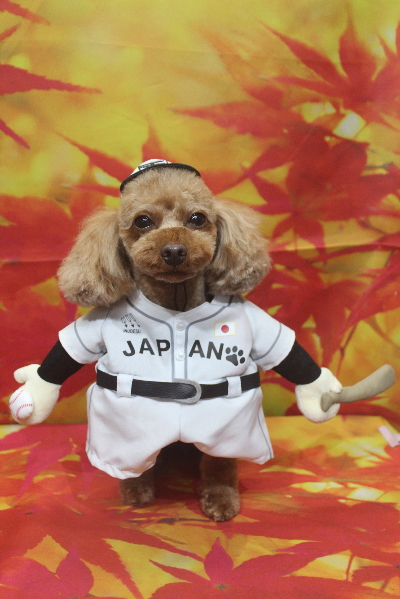 神奈川県横浜市のトイプードルのトリミング画像