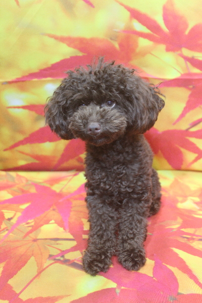 千葉県船橋市のトイプードルのトリミング前画像