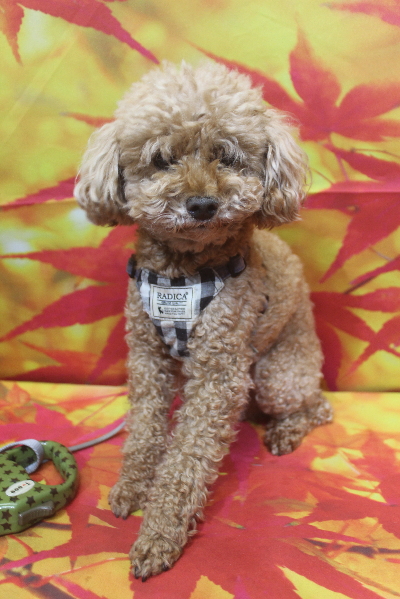 千葉県鎌ヶ谷市のトイプードルのトリミング前画像